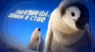BBC: Пингвины Шпион в стае 1 серия. Путешествие (2013)