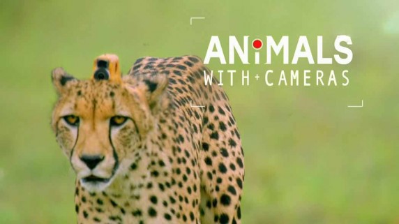 Животные в объективе 3 серия / Animals With Cameras (2018)