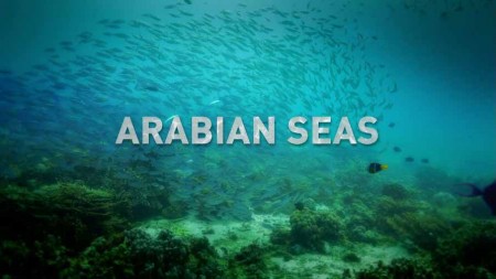 Моря Аравийского полуострова 3 серия. Островное пиршество / Arabian Seas (2018)