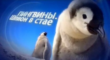 BBC: Пингвины Шпион в стае 3 серия. Взросление (2013)