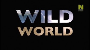 Мир Дикой Природы 3 сезон 1 серия. Выживание пеликанов / Wild World (2013)