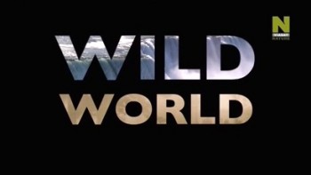 Мир Дикой Природы 3 сезон 6 серия. В унисон с деревьями / Wild World (2013)