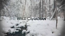 Времена года в Канаде 1 серия. Весна / The Wild Canadian Year (2017)