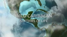 Ритмы жизни Карибских островов 1 серия. Охотники / Wild Caribbean Rhythms of Life (2018)
