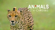 Животные в объективе 1 серия / Animals With Cameras (2018)