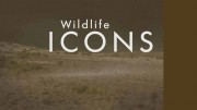 Герои дикой природы 2 сезон 2 серия. Фантастические лягушки / Wildlife Icons (2017)