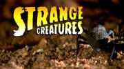 Странные существа 1 сезон 4 серия. Жуткие насекомые / Strange Creatures (2015)